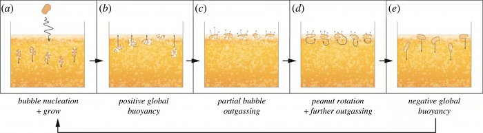 Почему арахис &laquo;танцует&raquo; в бокале пива