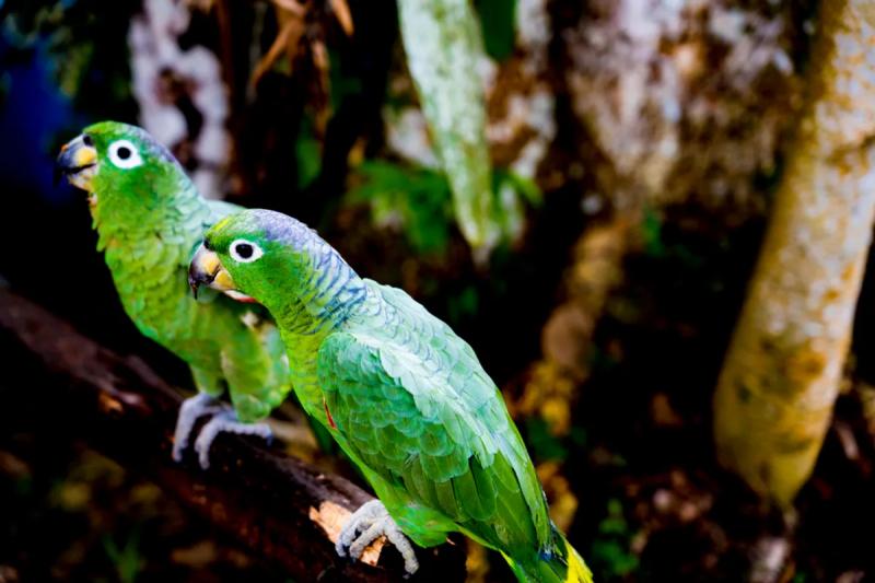 Попугай спас умирающий язык: правда или вымысел?