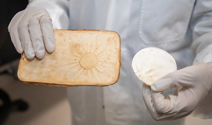 Биоинженеры научились делать огнестойкий стройматериал из грибного мицелия