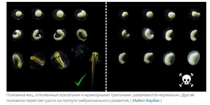 Тайна бессмысленных яиц: почему некоторые тритоны не знают, как вылупиться