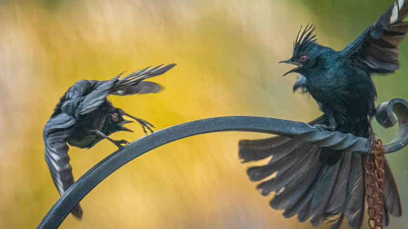 Тайна поведения фаиноплеплы: что скрывают от нас птицы небесные