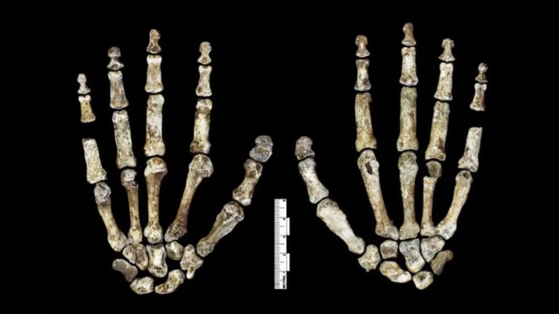Загадка Homo Naledi: погребальные обычаи и древние костры в пещере Восходящая звезда