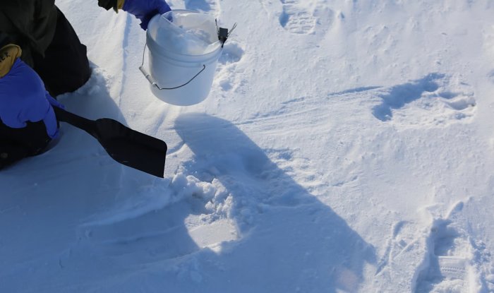 Биологи научились идентифицировать белых медведей по ДНК из отпечатков лап