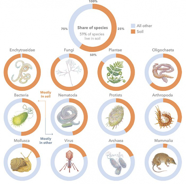 Большая часть жизни на нашей планете обитает под землей