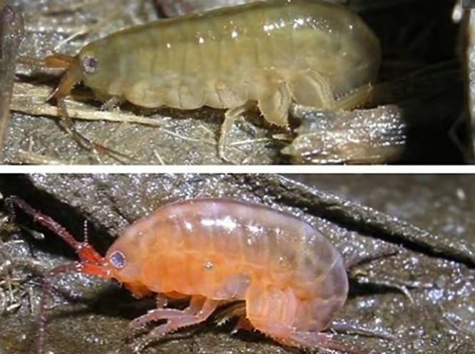 Черви-зомби: Как паразиты взламывают сознание своих хозяев