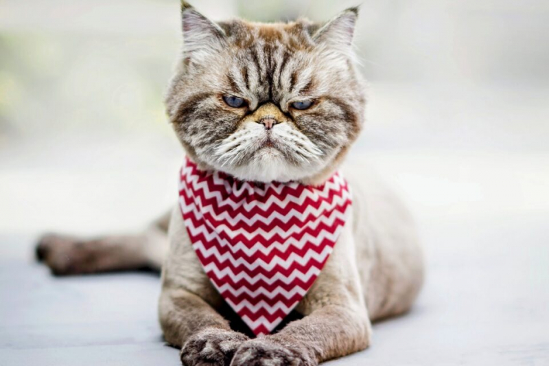 Собаки лучше кошек выражают эмоции - за исключением гнева