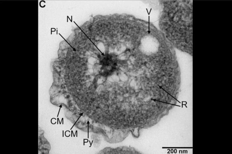 Уникальные морские бактерии: открытие, которое расширяет наше понимание