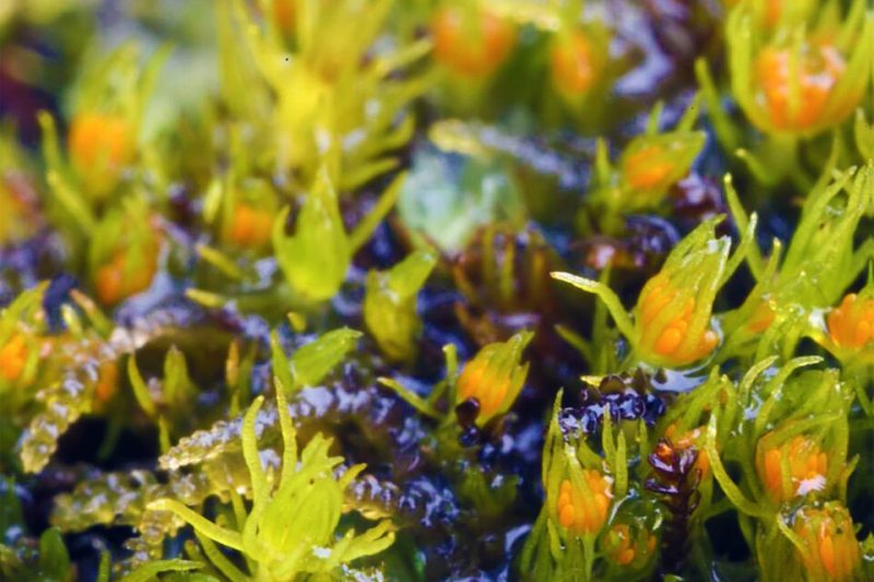 Устойчивость Такакии: Раскрытие секретов мха возрастом 390 млн. лет на Тибетском нагорье