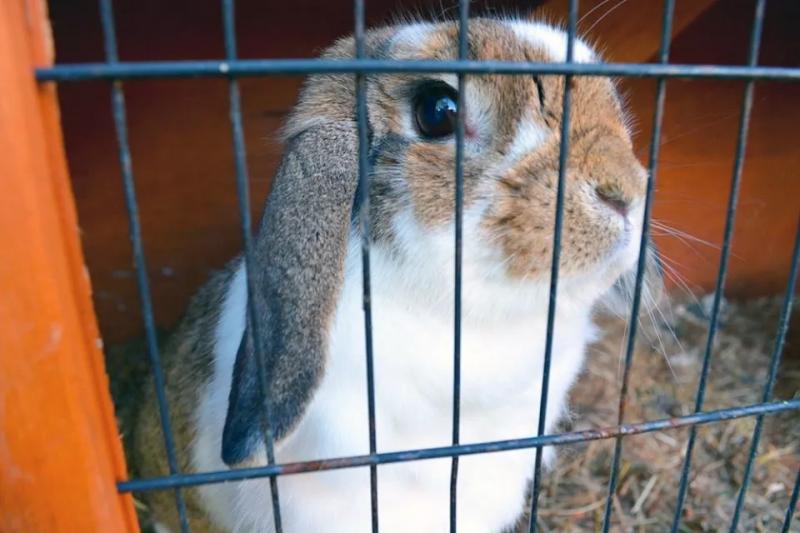 В России появился первый в мире генно-отредактированный кролик