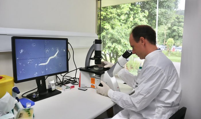 Заражение людей специальными червями помогает предотвратить развитие диабета