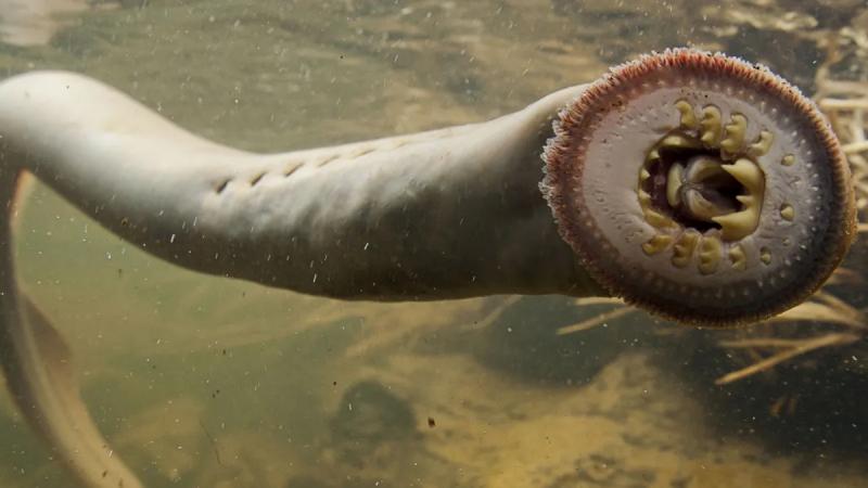 Древние кровососы: Исследование удивительного мира тихоокеанской миноги