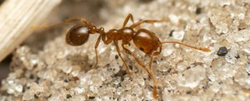 Красные огненные муравьи вторгаются в Европу: Растущая угроза экосистемам континента