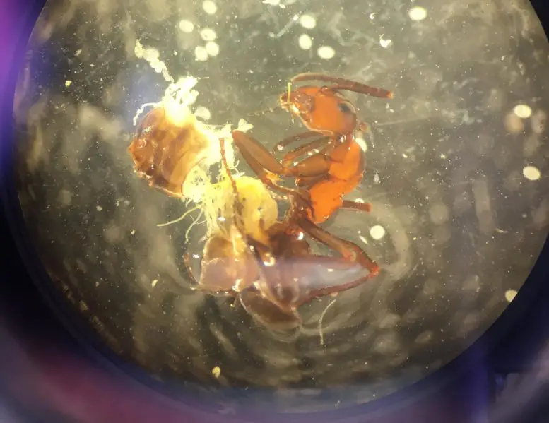 Механизмы контроля над разумом: изменяющий мозг паразит превращает муравьев в зомби на рассвете и в сумерках