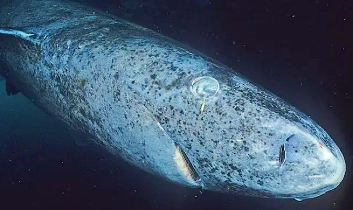 На Карибах обнаружили древнюю акулу из Гренландии