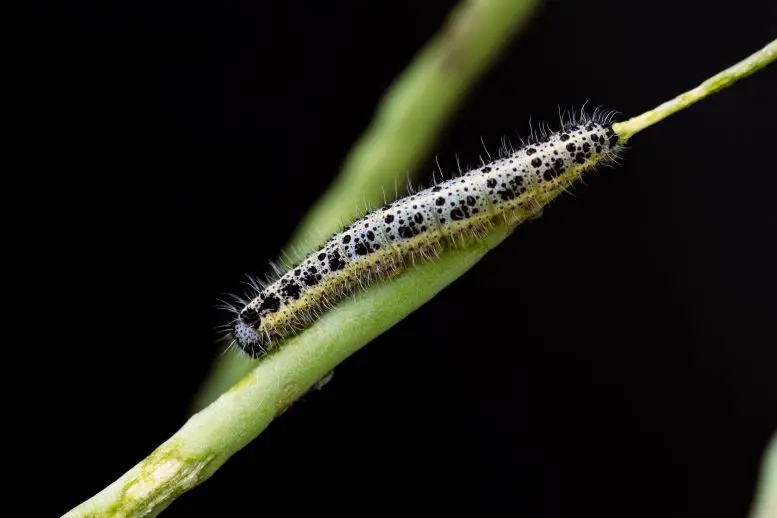 Симбиоз грибов и растений: повышение устойчивости сельскохозяйственных культур и прокладывание пути к устойчивому сельскому хозяйству