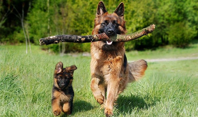 Учеными ПНИПУ разработана &laquo;умная&raquo; система для кормления собак