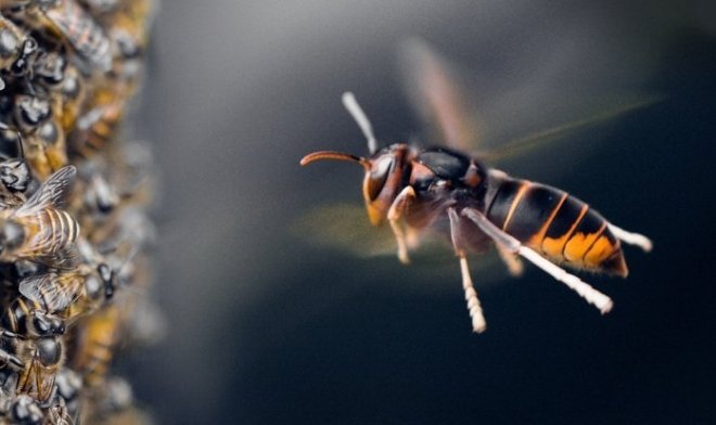 Азиатских пчел впервые заметили за&nbsp;использованием орудий труда