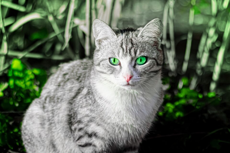 Кошки светятся в темноте? Флуоресценция очень распространена у млекопитающих