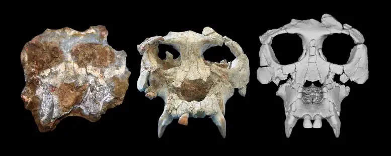 Новое исследование позволяет понять эволюцию человекообразных обезьян и человека