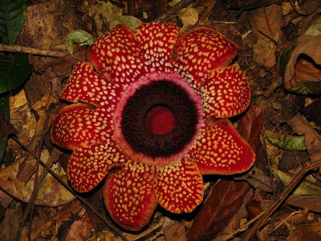 Паразитическое растение Balanophora: Мастер генетической оптимизации