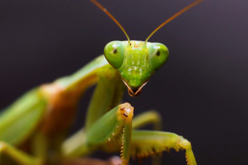 Паразиты крадут гены, чтобы контролировать поведение своих хозяев