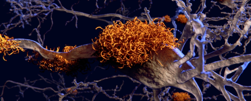 Ученые "заразили" здоровых молодых животных болезнью Альцгеймера