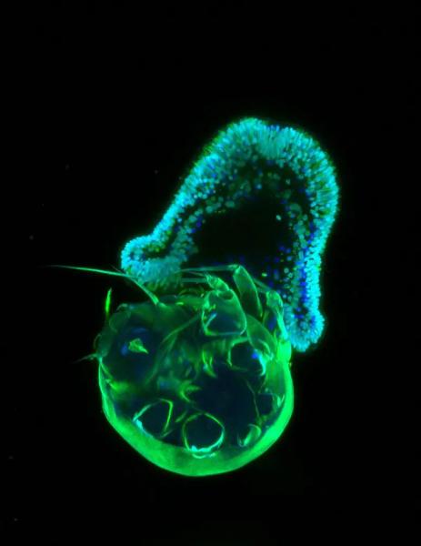 Удивительные выводы - были ли первые животные прирожденными хищниками?