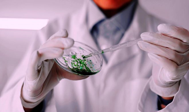 В РФ создан заживляющий аэрогель из водорослей и крабов
