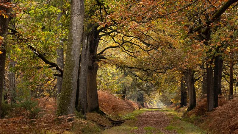 Загадочный феномен синхронизированного производства семян у деревьев