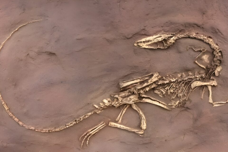 История массового вымирания показывает, как жизнь реагирует на экстремальные изменения