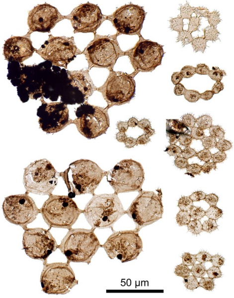 &laquo;Нет ничего подобного им&raquo;: новые странные окаменелости позволяют заглянуть в древние океаны Земли