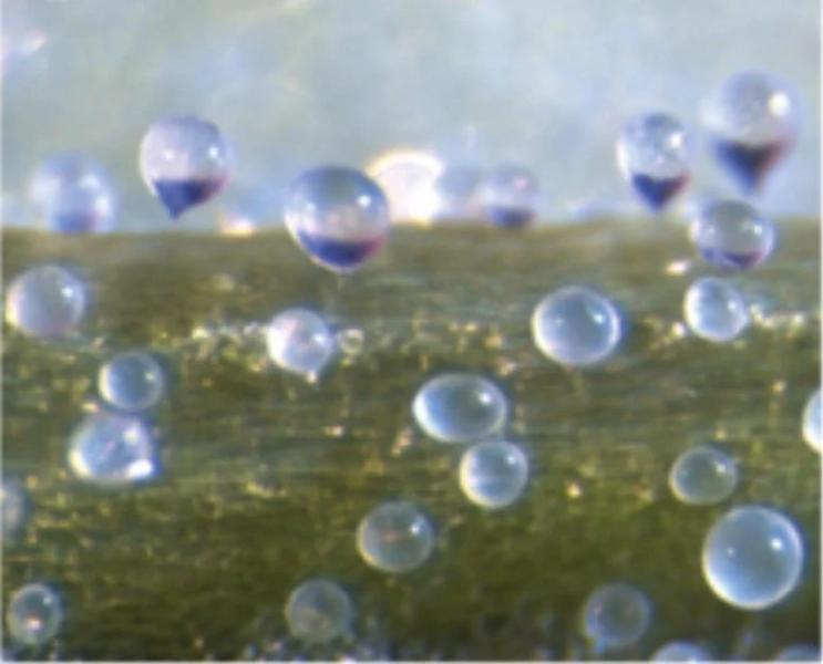 Новое исследование раскрывает истинное назначение пузырьков квиноа: Барьер против вредителей и болезней