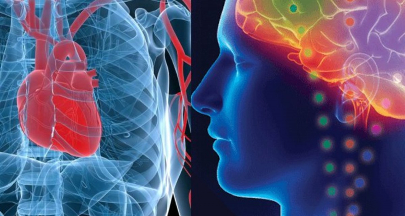 Обнаружена новая &laquo;удивительная связь&raquo; между нашим сердцем и мозгом