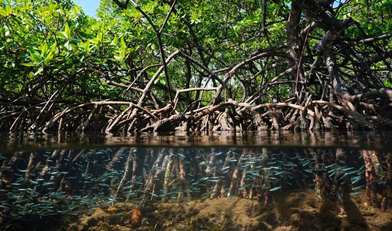 Остатки "потерянного" 22-миллионнолетнего леса найдены в Панамском канале