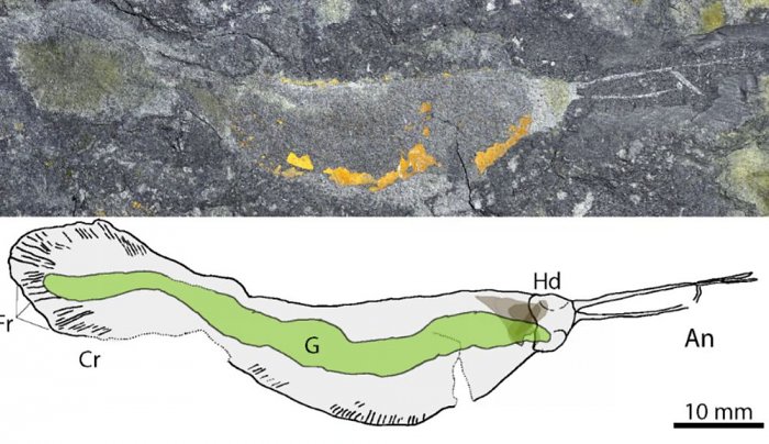 В Гренландии нашли гигантского хищного червя возрастом полмиллиарда лет