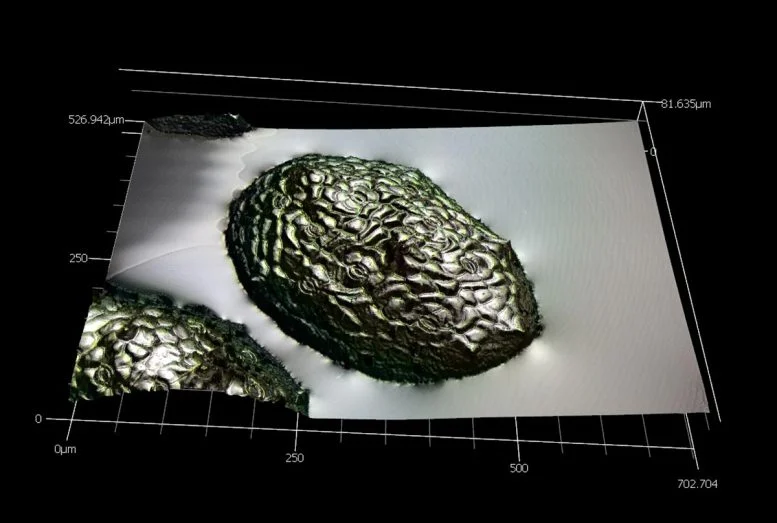 Водная мука: Потенциальный источник пищи для астронавтов в будущем