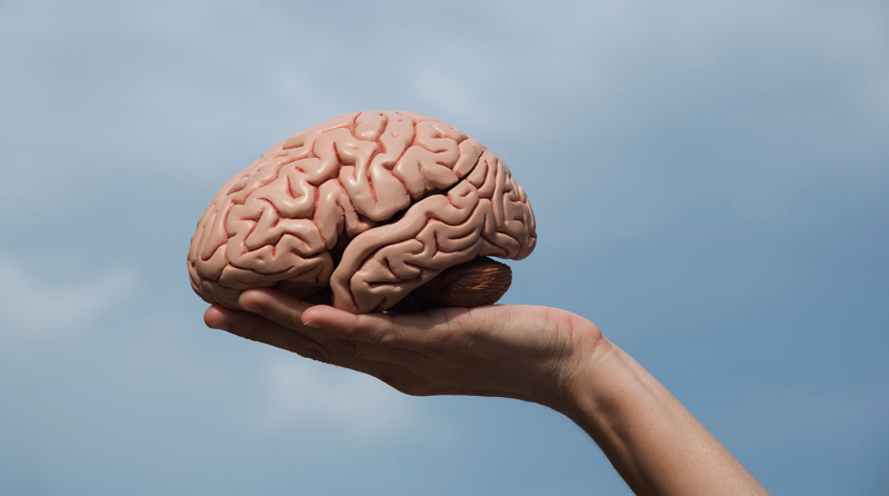 Нейробиологи открыли важную функцию в древней части мозга человека