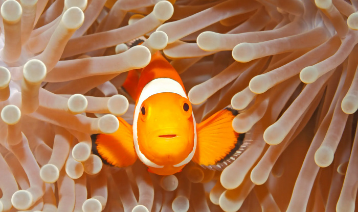 Рыбы-клоуны научились считать свои полоски &mdash; но только чтобы донимать собратьев