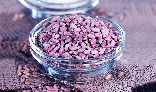 В РГАУ вывели пшеницу с фиолетовыми зернами