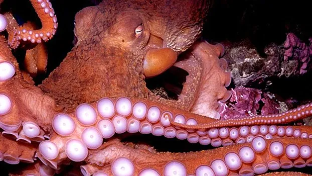 Исследователи обнаружили у&nbsp;осьминогов самую старую половую хромосому