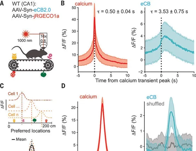 Как мозг определяет местоположение и ориентируется в окружающем мире