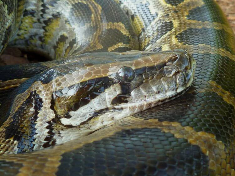 Мясо питона может стать пищей будущего &mdash; вот, в чем его преимущества