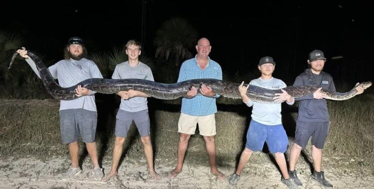 Мясо питона может стать пищей будущего &mdash; вот, в чем его преимущества