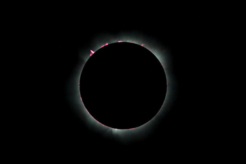 Оказалось, что солнечное затмение может серьезно повлиять на птиц