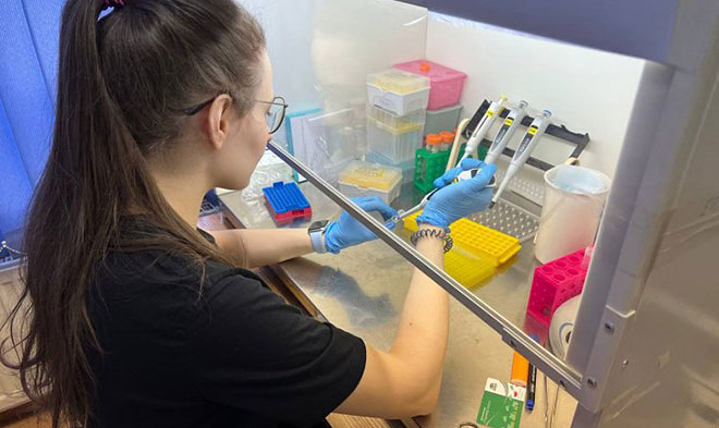 Печень кальмара поможет в борьбе с болезнями почек и не только