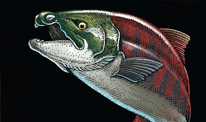 Доисторический лосось обладал гигантскими размерами и внушительными клыками