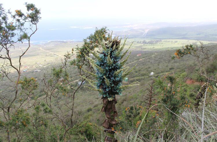В мире зацвела альпийская пуйя &mdash; это происходит только раз в 20 лет