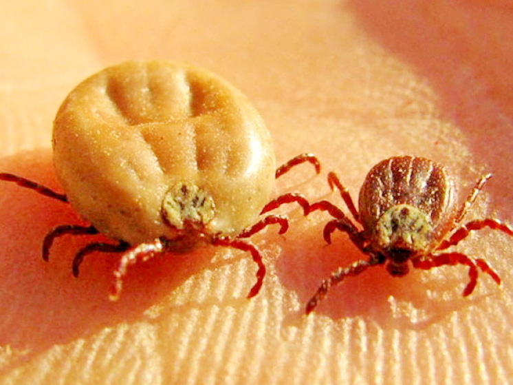 На Ямале обнаружили клещей, которые переносят опасные заболевания