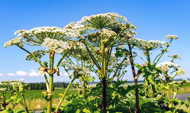 В Перми предложили получать полезные вещества из борщевика