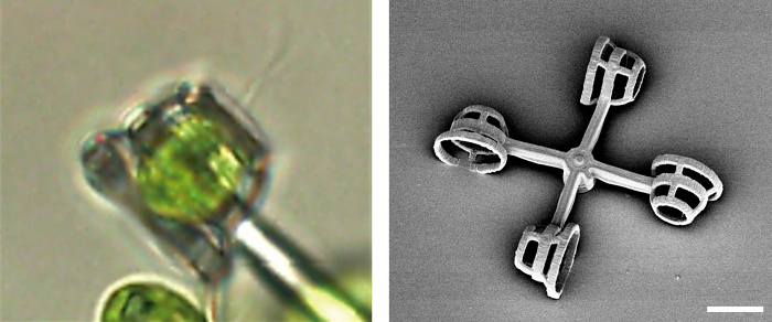 Ученым удалось &laquo;запрячь&raquo; одноклеточные водоросли в самую маленькую в мире колесницу